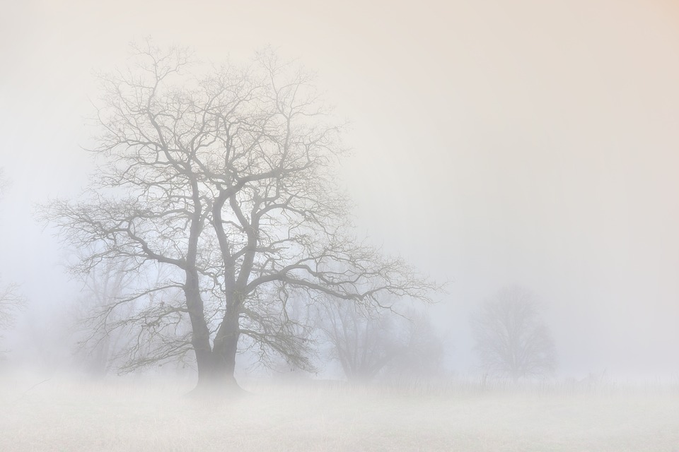 Baum_Nebel