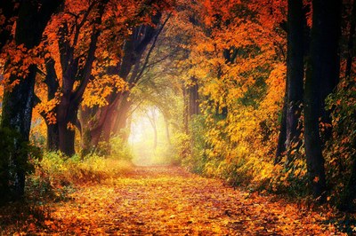 Herbstwald