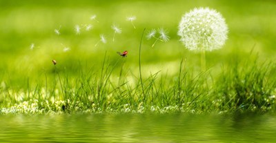 Pusteblume auf der Wiese
