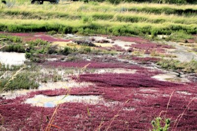 Salzsee3.jpg