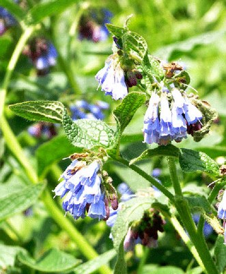 Blauer_Beinwell_02.jpg