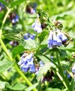 Blauer_Beinwell_02.jpg