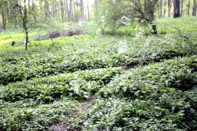 Brlauchpark_02.jpg