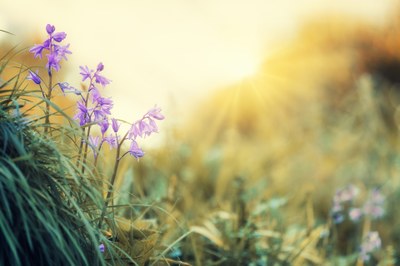 Fruehlingsblumen_01