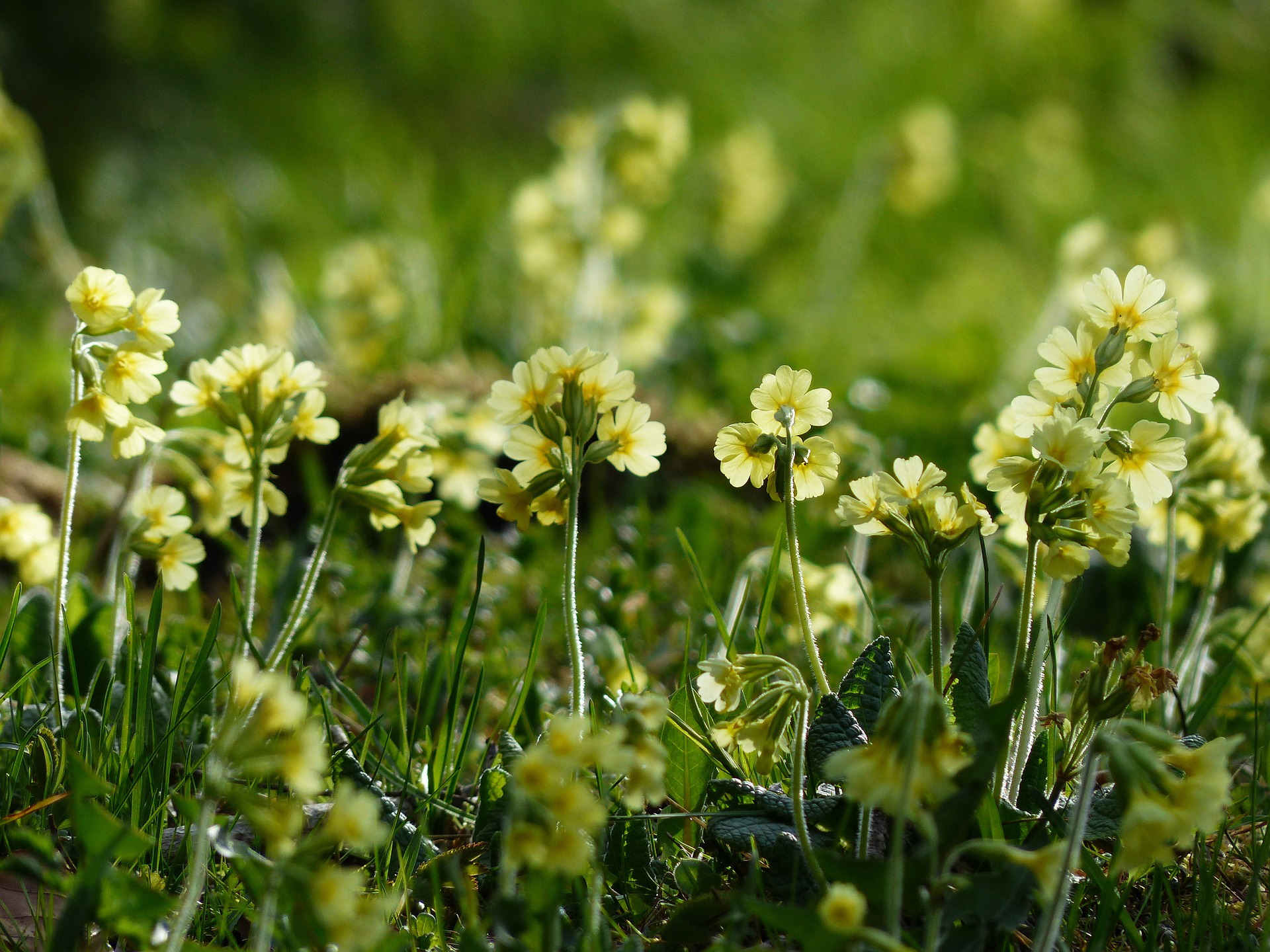 schluesselblume
