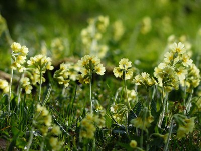 schluesselblume