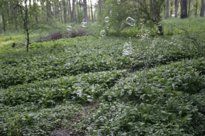 Baerlauchpark_03.jpg