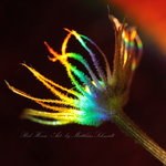 Colors_of_the_Rainbow_by_StrayDog1972.jpg