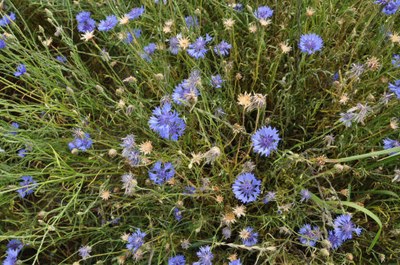 Kornblumen.jpg