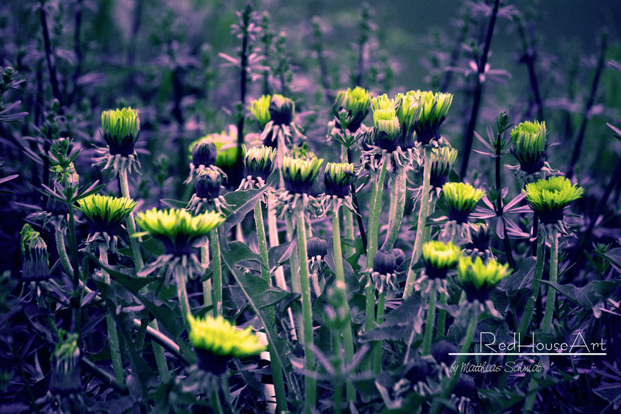 Last_Days_Of_April_by_StrayDog1972.jpg