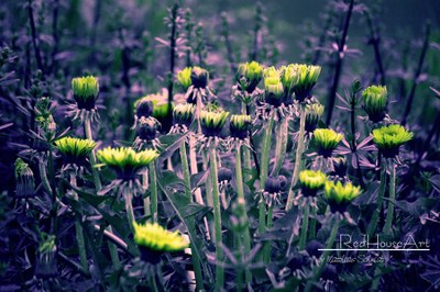 Last_Days_Of_April_by_StrayDog1972.jpg