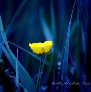 Little_One_by_StrayDog1972.jpg