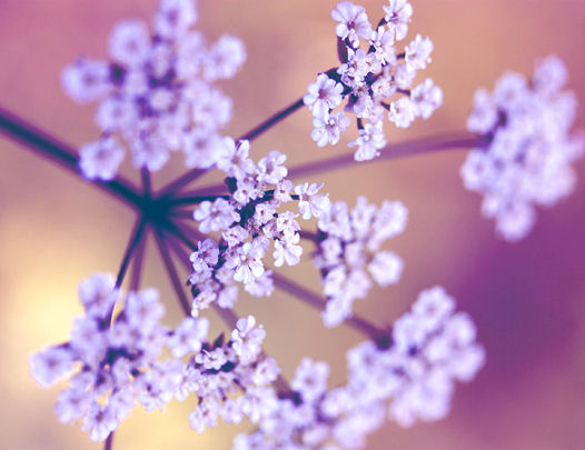 Past_Time_2-by_StrayDog1972_2.jpg