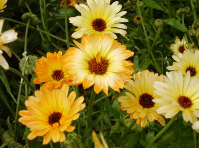Ringelblumen.jpg