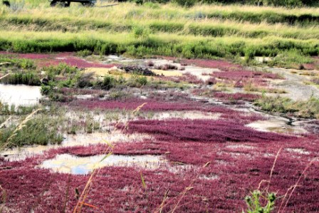 Salzsee3.jpg