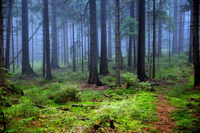 Der Wald