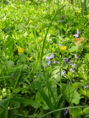 Wiese_ostern_02.jpg
