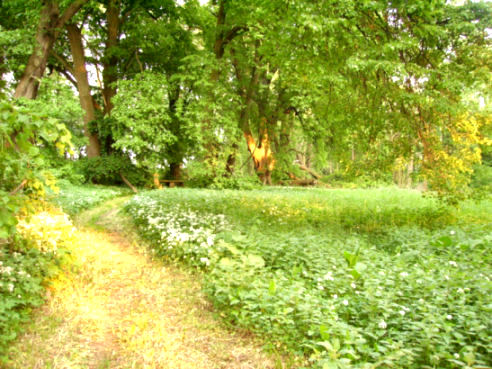 abendsonneimSchlosspark_02.jpg