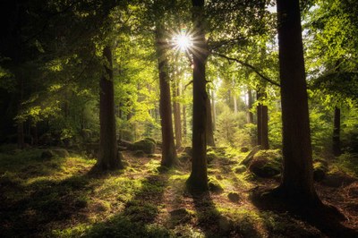 wald