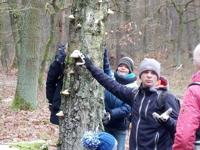Pilzkunde - Zunderschwamm
