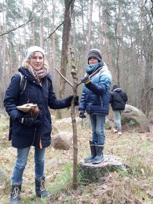 Zauberstäbe aus dem Dolmenwald