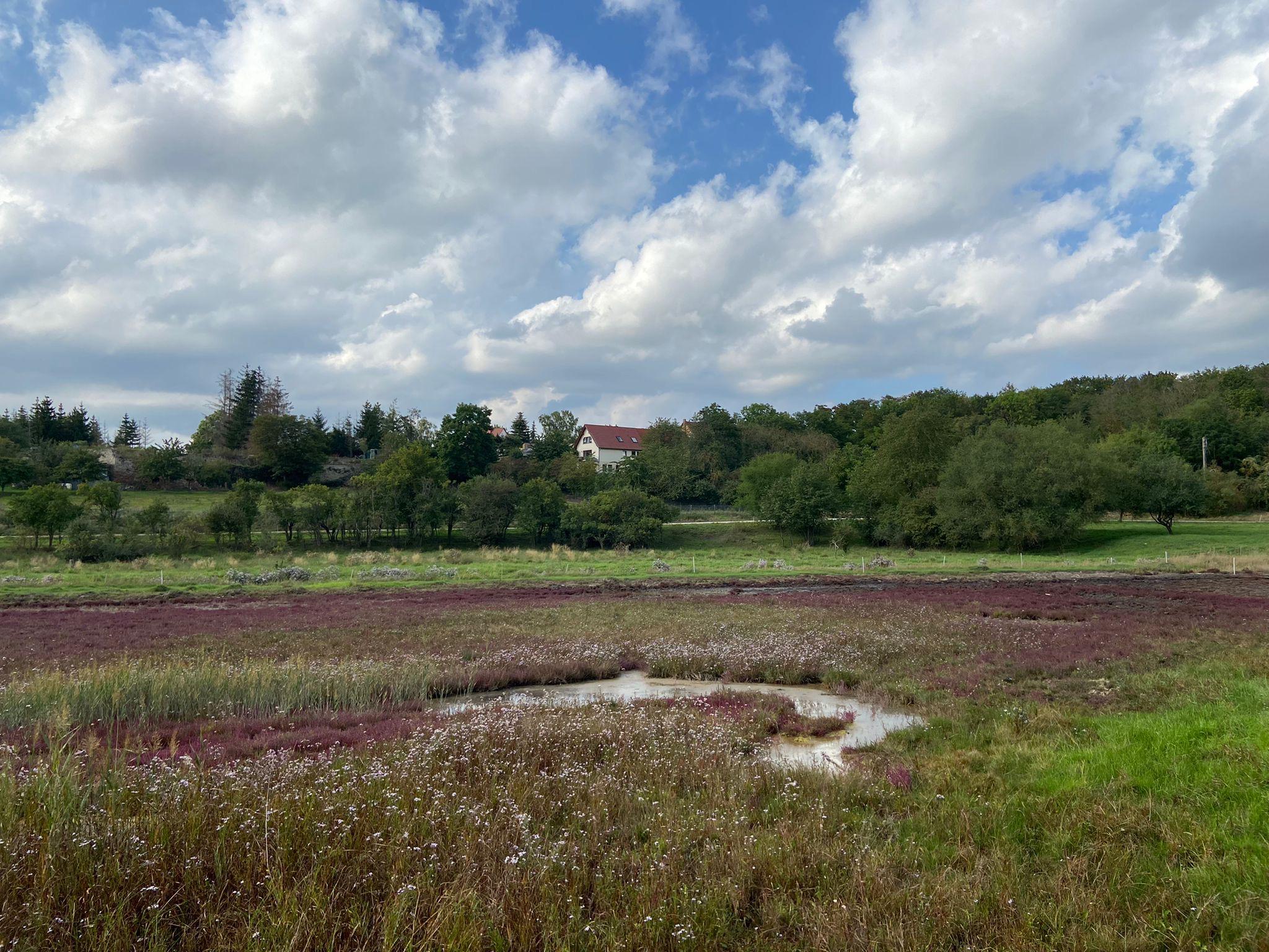 Queller am Salzsee