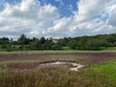 Queller am Salzsee