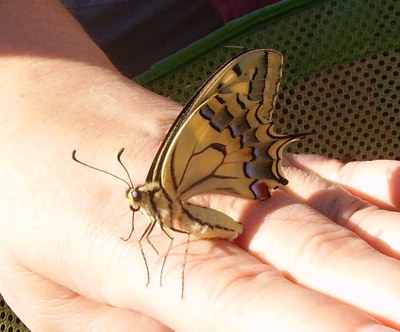 Schmetterling auf der Hand_03