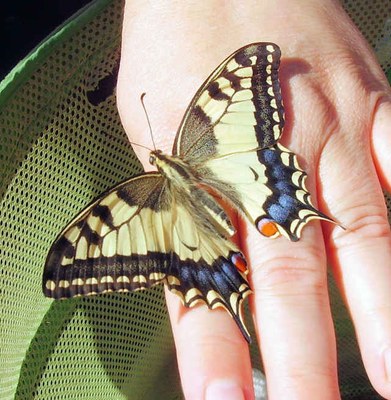 Schmetterling auf der Hand_04