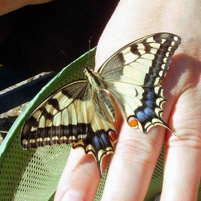 Schmetterling auf der Hand_05