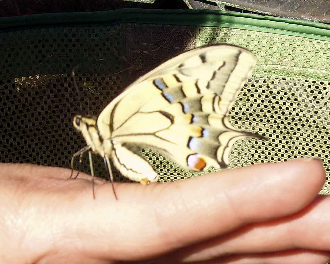 Schmetterling von der Seite