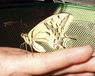 Schmetterling von der Seite