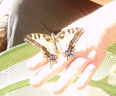 Schwalbenschwanz auf meiner Hand