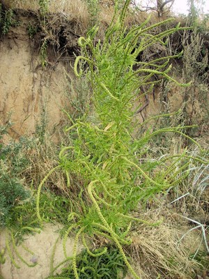 Ich rate mal.... Artemisia Medusafolia
