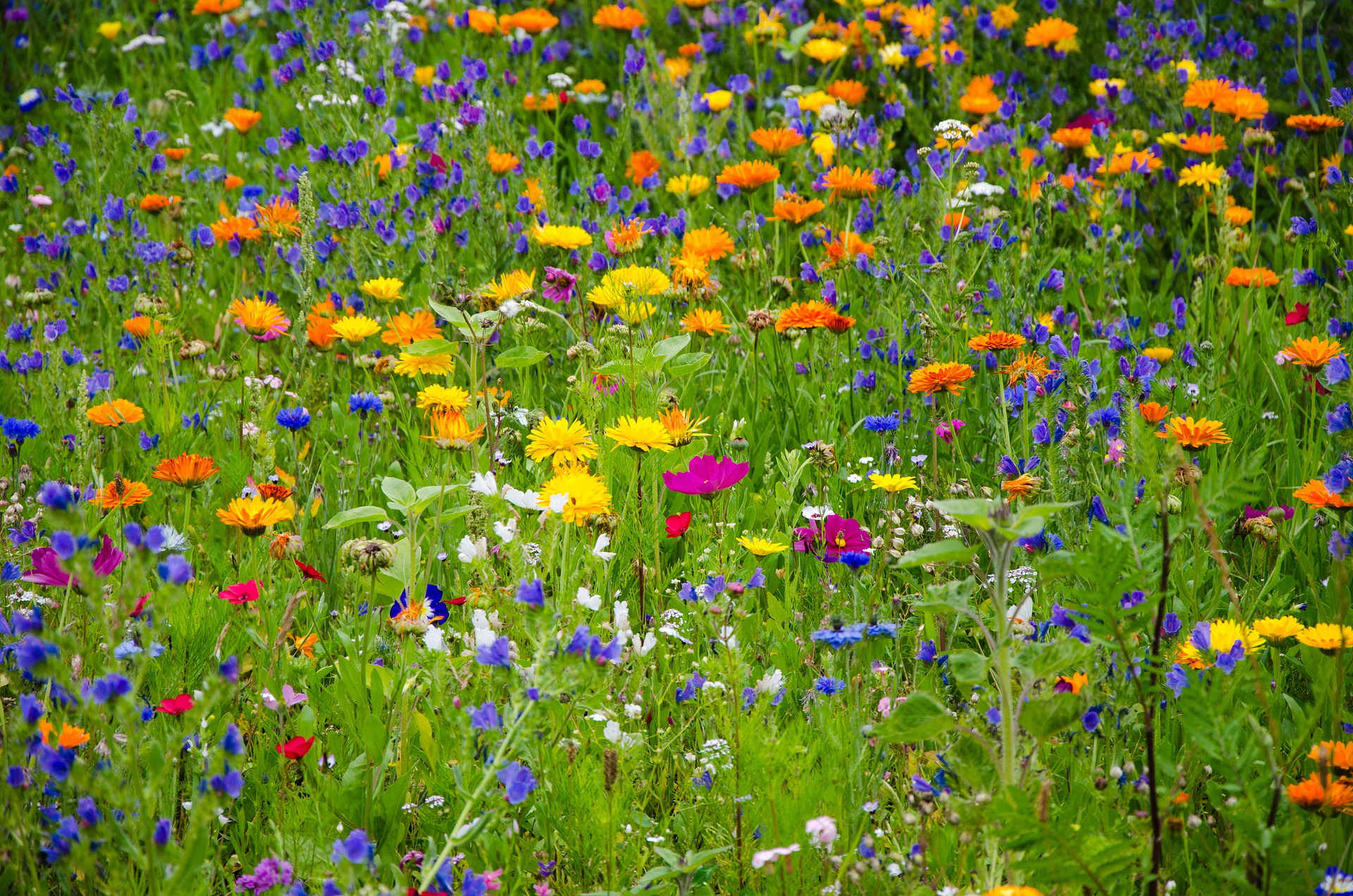 Blumenwiese