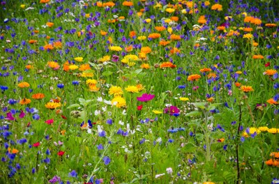 Blumenwiese