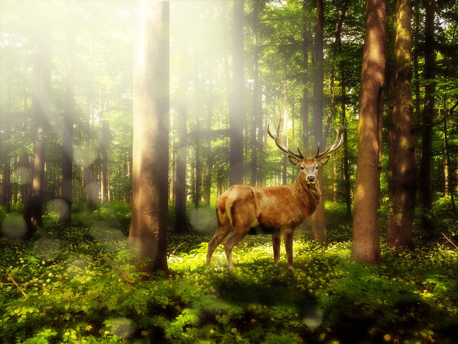 wald