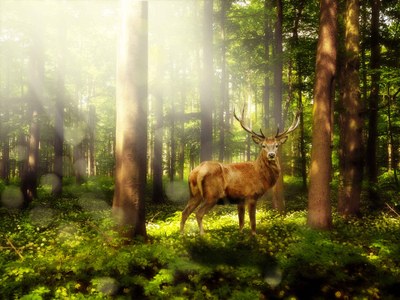 wald