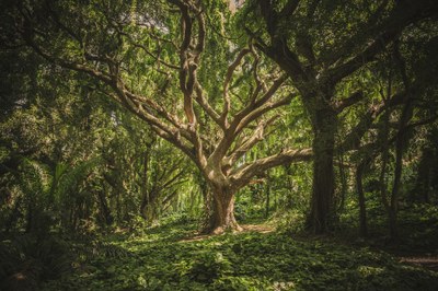 Baum