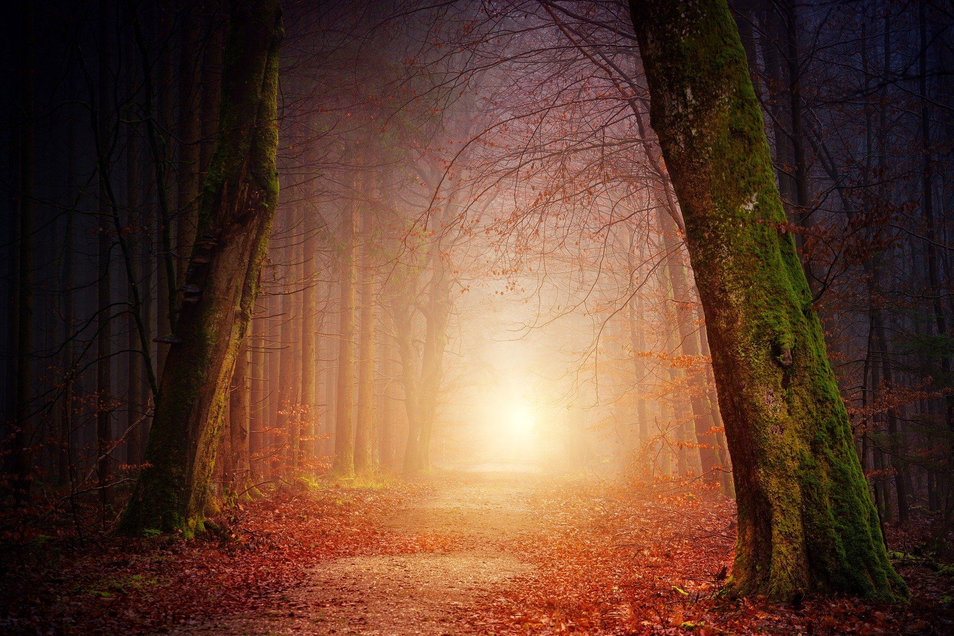 Wald