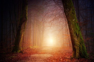 Wald