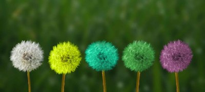 Bunte_Pusteblumen
