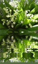 maigloecken_0012.gif