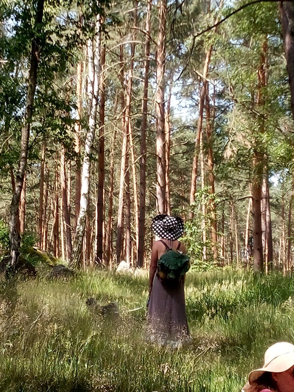 Mittsommer im Dolmenwald