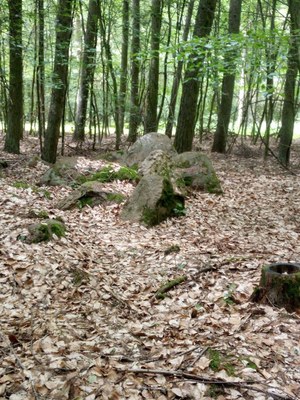 Dolmen_im_Auenwald_03