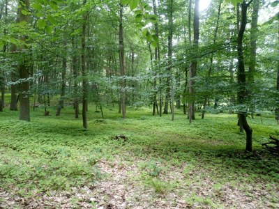 Auenwald_02