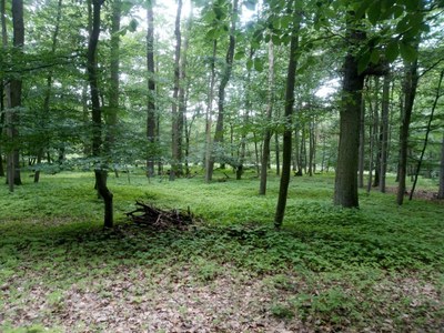 Auenwald_03