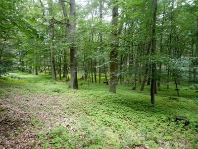 Auenwald_01